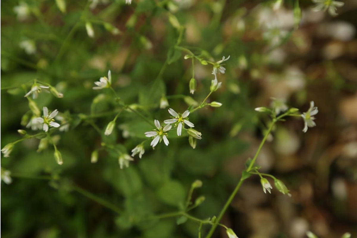 全国最罕见的发现,极其罕见的物种