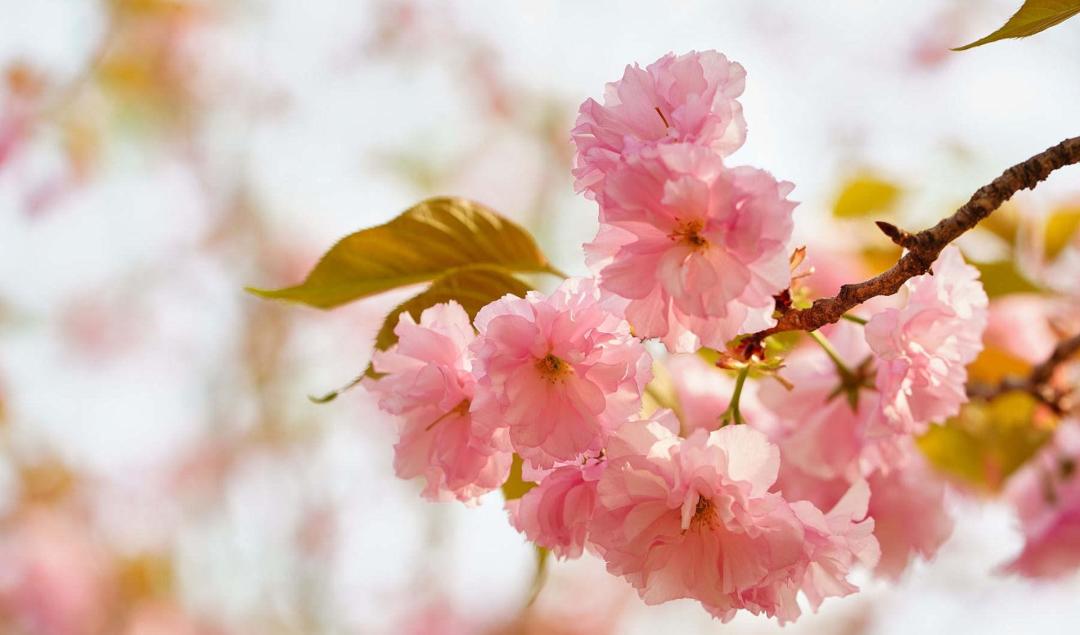 樱花季怎么能少得了专属樱花,四月开花的樱花有哪些