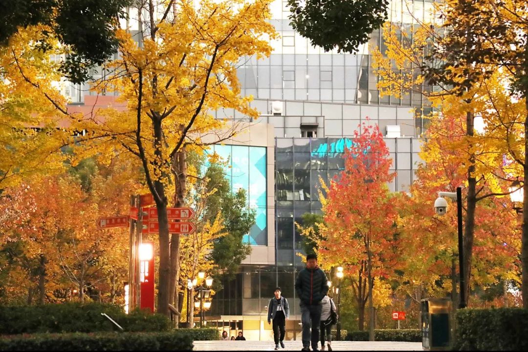 上海银杏叶打卡的地方,上海周边哪里有银杏叶