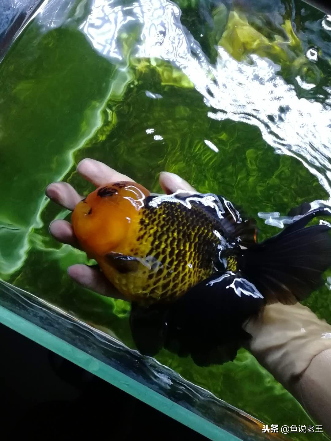 硝化细菌放多了会对鱼儿有影响吗,硝化细菌一放下去鱼儿当场就死了