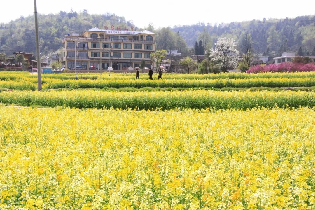 赏春图鉴丨赏花海、品清茶、尝美食...乌当百宜镇这条宝藏春游线路，就等你来打卡啦！