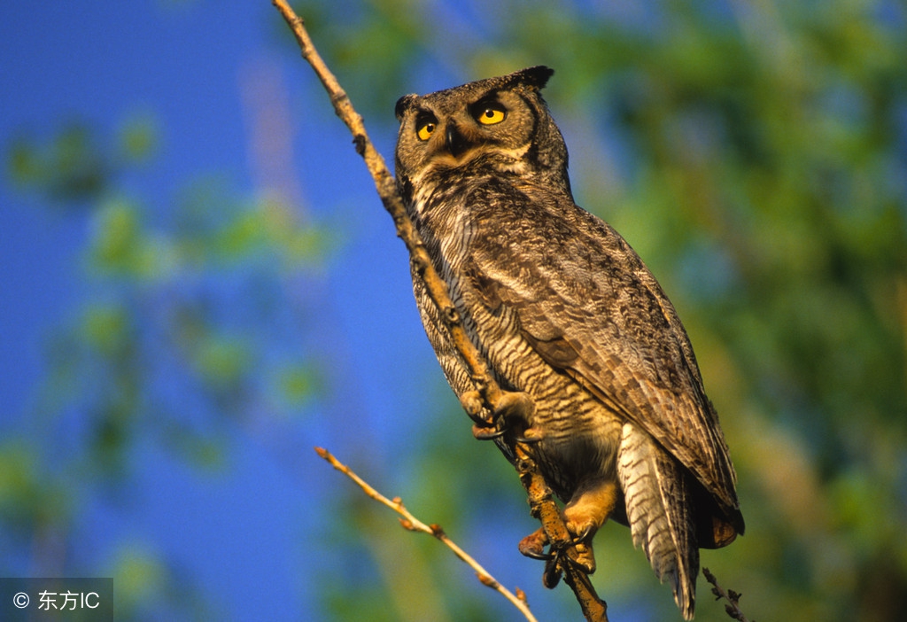 网络上遇到喷子,怼网络喷子的霸气句子