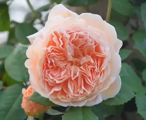 最漂亮10种微型月季,新手必入这8种月季漂亮好养