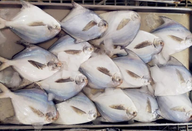 十大最好吃又实惠的海鱼,好吃不贵一斤左右的海鱼有哪些