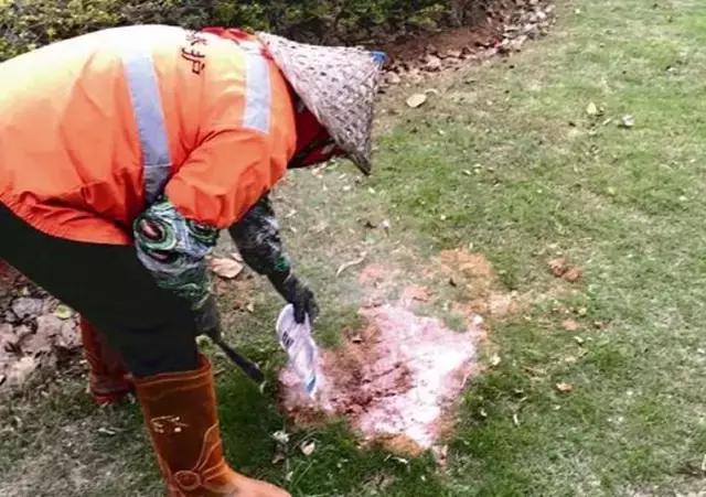 广西红火蚁咬伤事件,红火蚁入侵防城港市