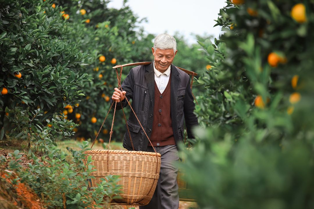 超爽福利暴击！高山神秘“金疙瘩”,甜蜜你的冬天