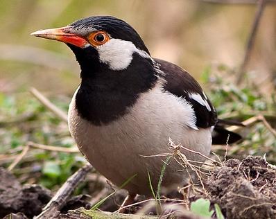 广东常见鸟类图谱和名称图文,东江揽胜鸟类