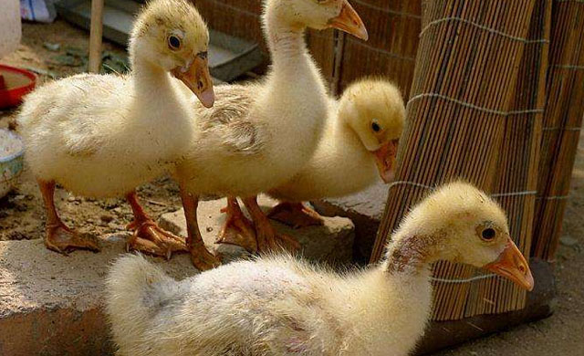 小鹅拉白屎用什么药能治好,小鹅拉白屎怎么办