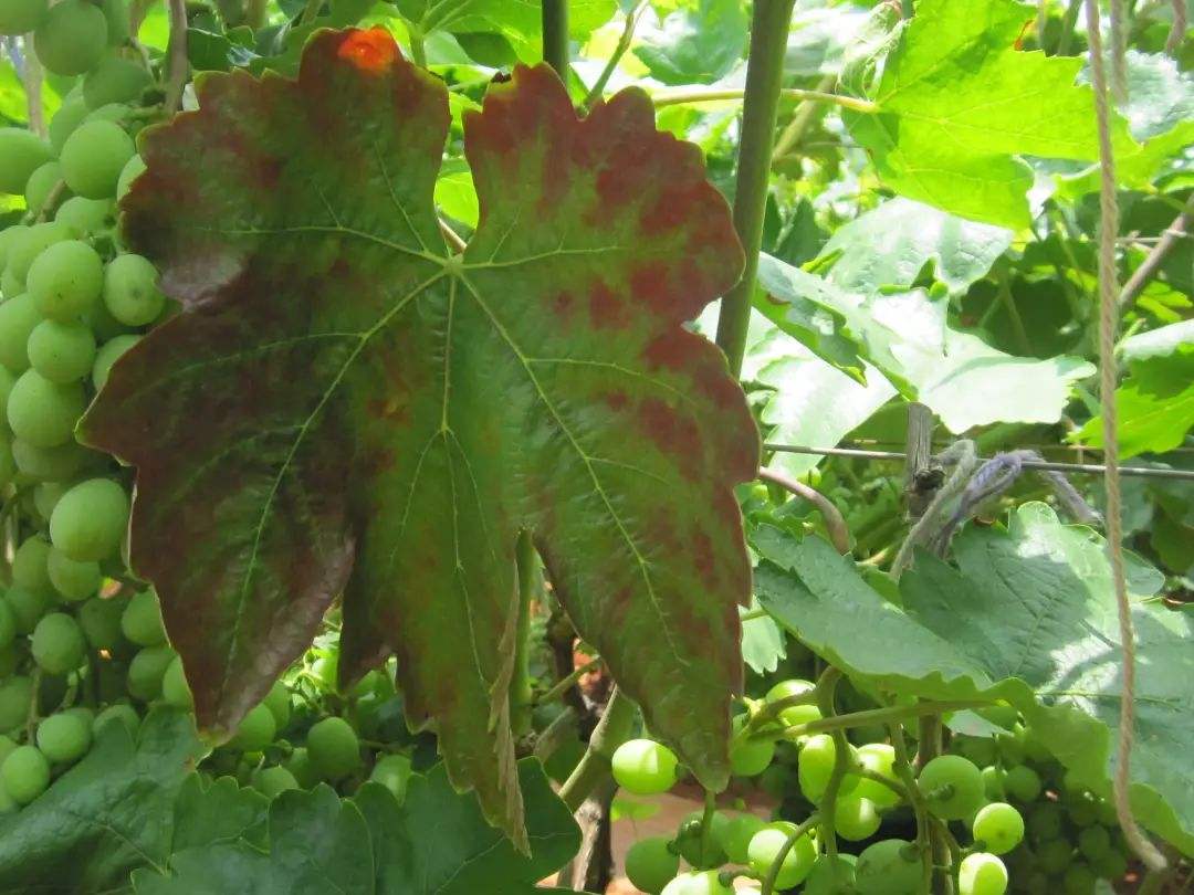 刚长出葡萄叶片发黄褐色斑点,葡萄叶片发黄可以用磷酸二氢钾吗