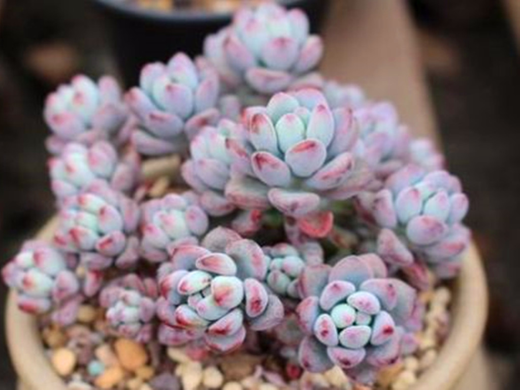 多肉汤姆怎么养,多肉汤姆油画怎么度夏