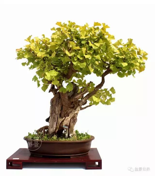 文人银杏树盆景造型参考图,银杏巨型老桩盆景