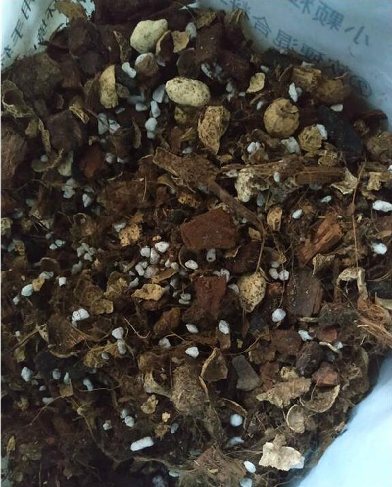 新买的兰花苗怎么样上盆,兰花上盆步骤详细演示讲解