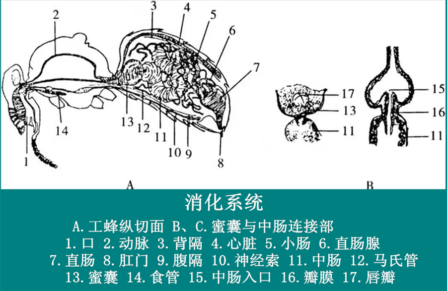 蜜蜂养殖的基本知识视频,蜜蜂养殖知识及技术大全