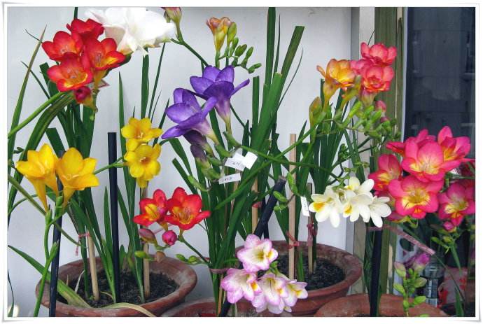 5月份可以给香雪兰起球吗,香雪兰花养殖方法和注意事项