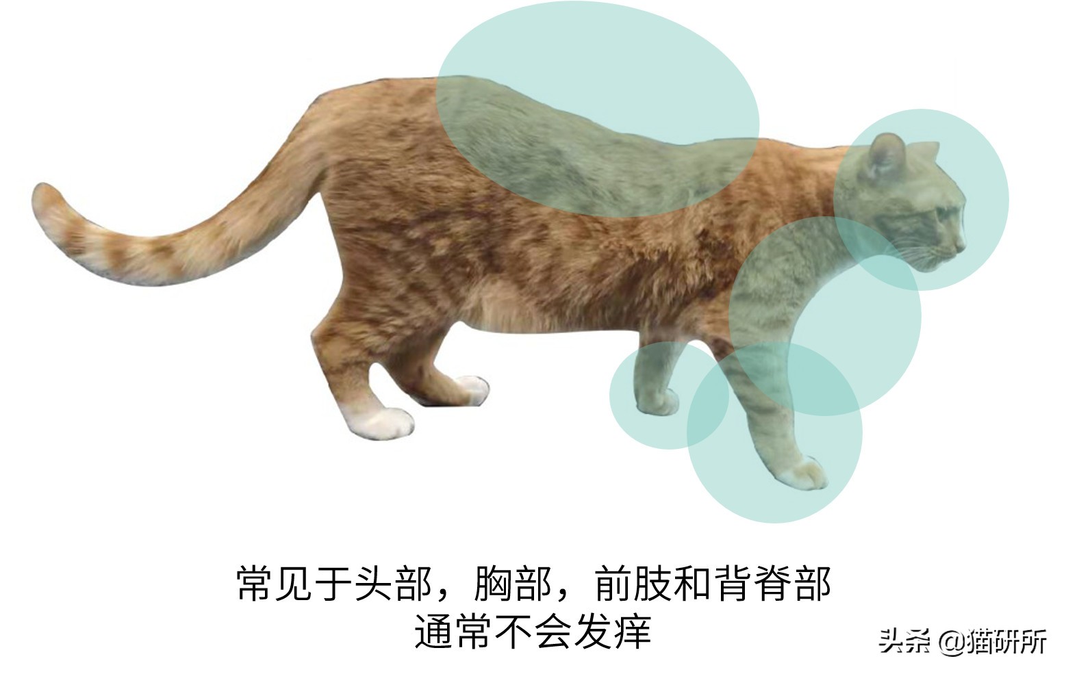 铲屎官得了猫癣怎么处理,铲屎官必知猫咪急救办法