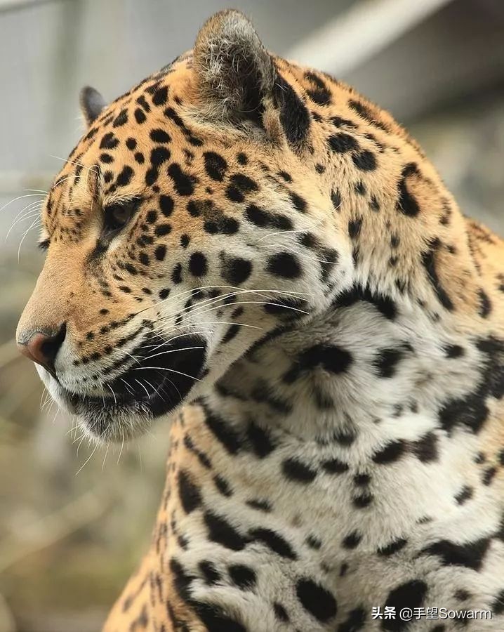 卡地亚翡翠皇冠刘嘉玲,刘嘉玲卡地亚手镯