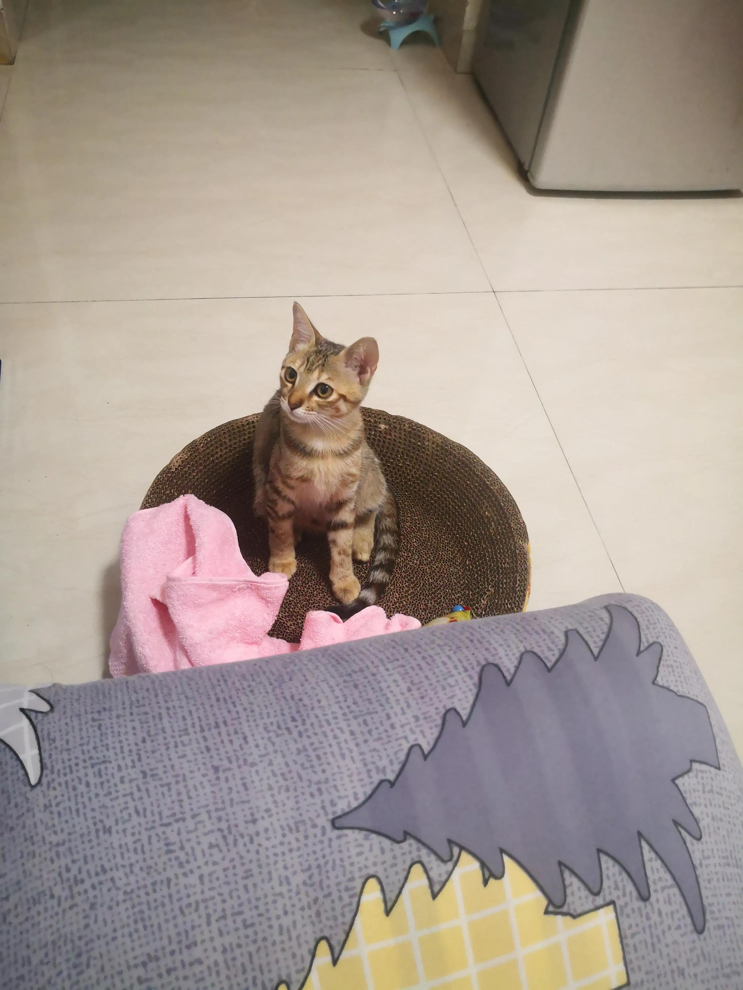 养猫洗澡需要注意的事项,养猫咪新手入门必知怎么给猫洗澡