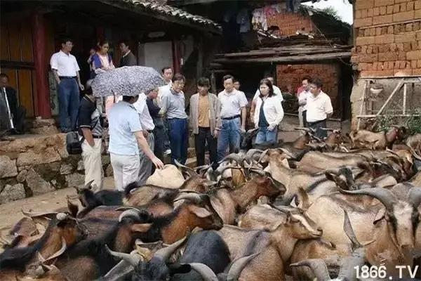 最厉害的10种羊,最好的种羊是什么品种呢