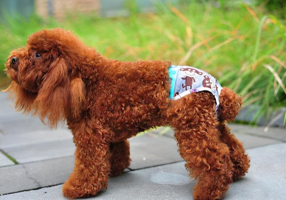 狗狗来例假怎么护理大狗吃什么,狗狗来月经吃什么食谱