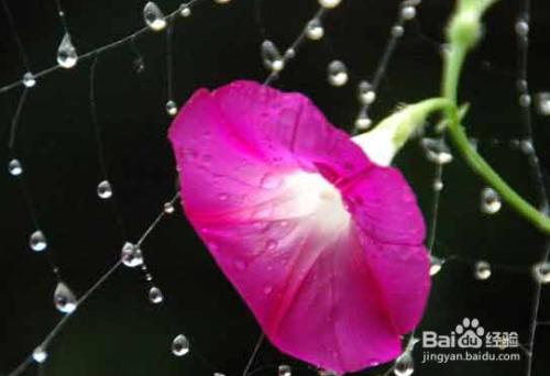 未婚宫颈囊肿影响怀孕吗,未婚宫颈多发囊肿什么意思严重吗