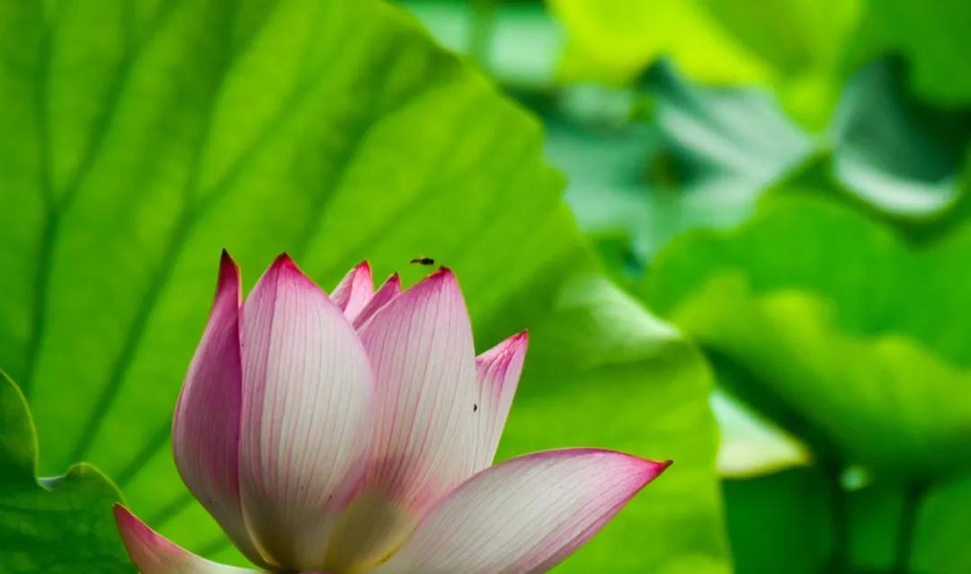 台儿庄适合1-2天短途旅游,趁着假期的闲暇去旅行