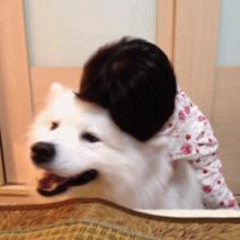 萨摩耶公母的优缺点,萨摩耶十大特点