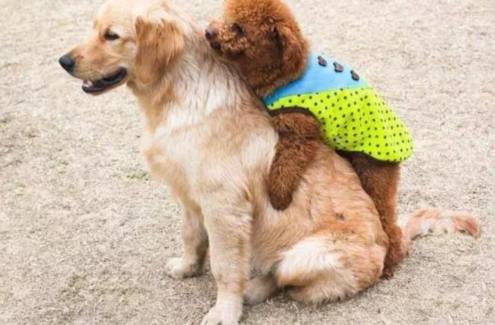 怎么改掉母泰迪做流氓动作,泰迪耍流氓的原因分析