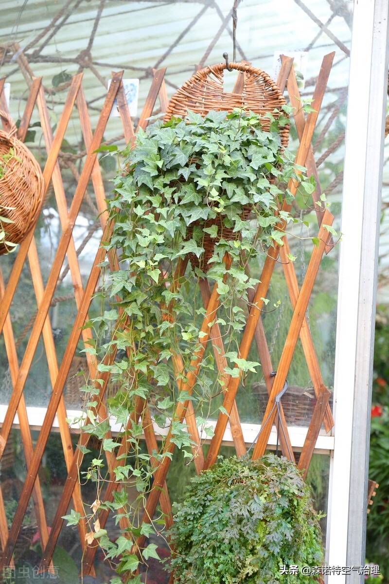 虎皮兰和常春藤哪个吸甲醛效果好,吸甲醛的绿植排名常春藤