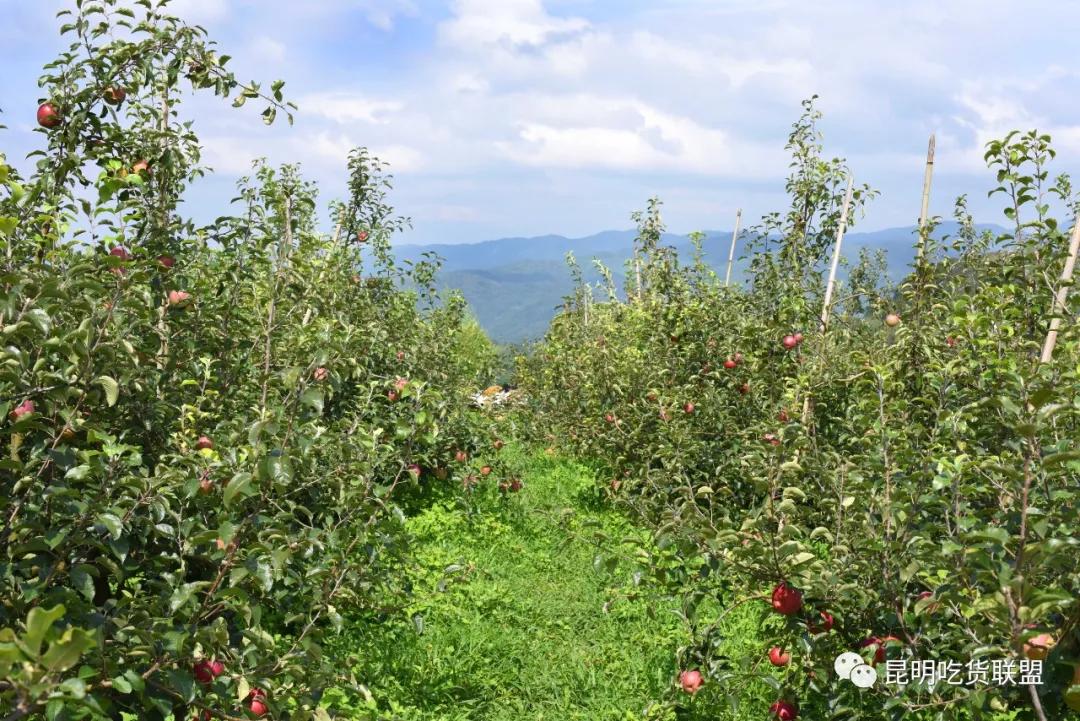 自驾29分钟到，昆明边大片红将军成熟可摘，1口糖心甜蜜又多汁