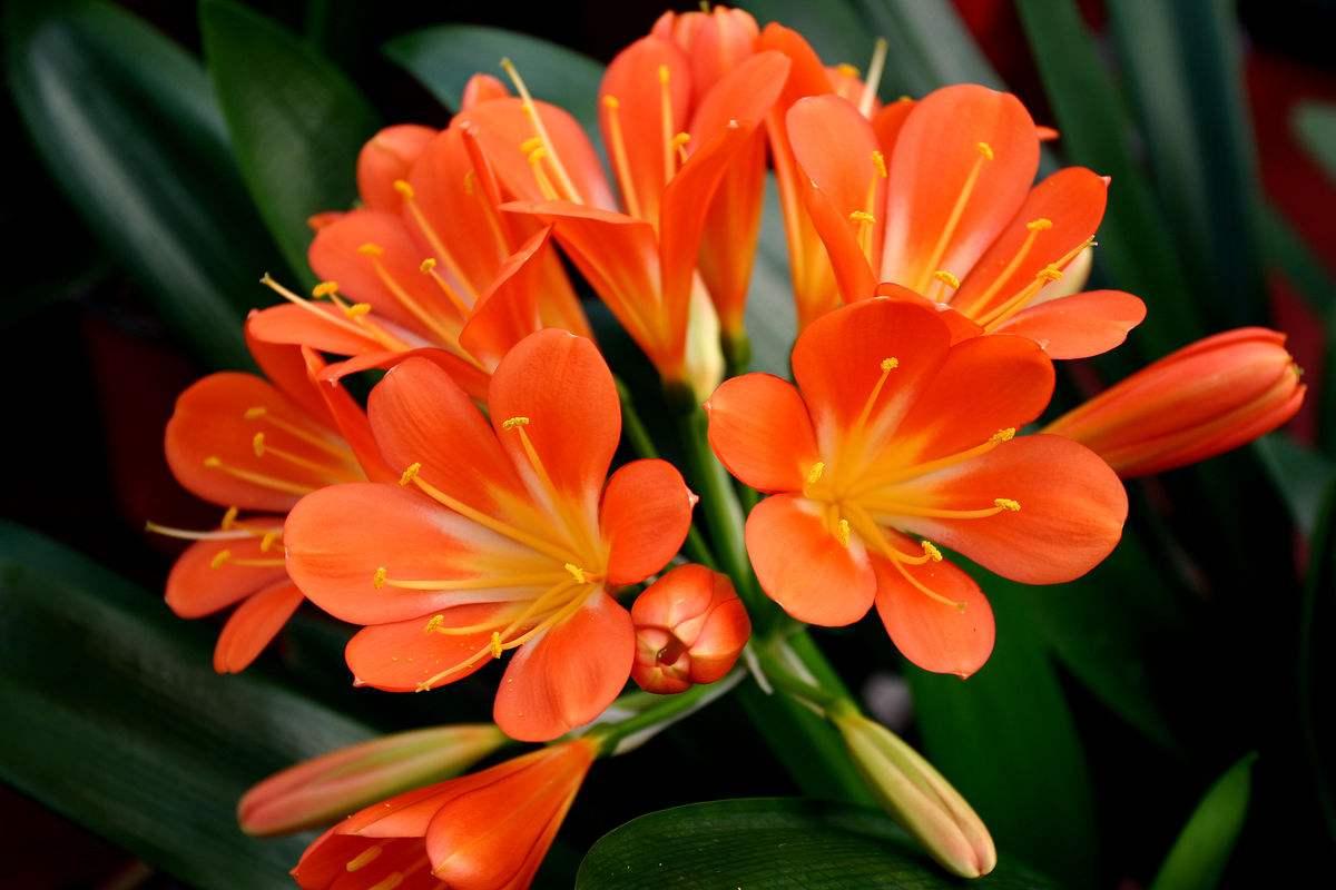 刚买回来的君子兰小苗怎么栽植,刚分出来的君子兰小苗怎么栽