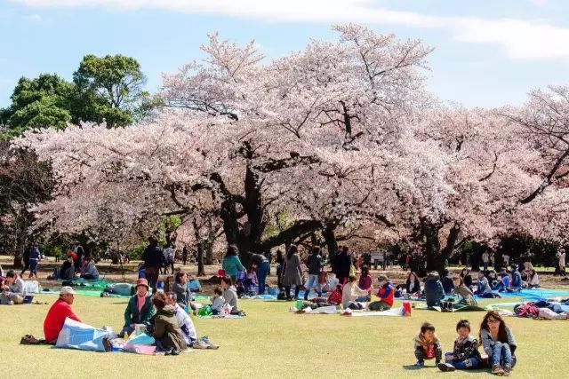 春天花会开敬酒歌,春天花会开一杯酒