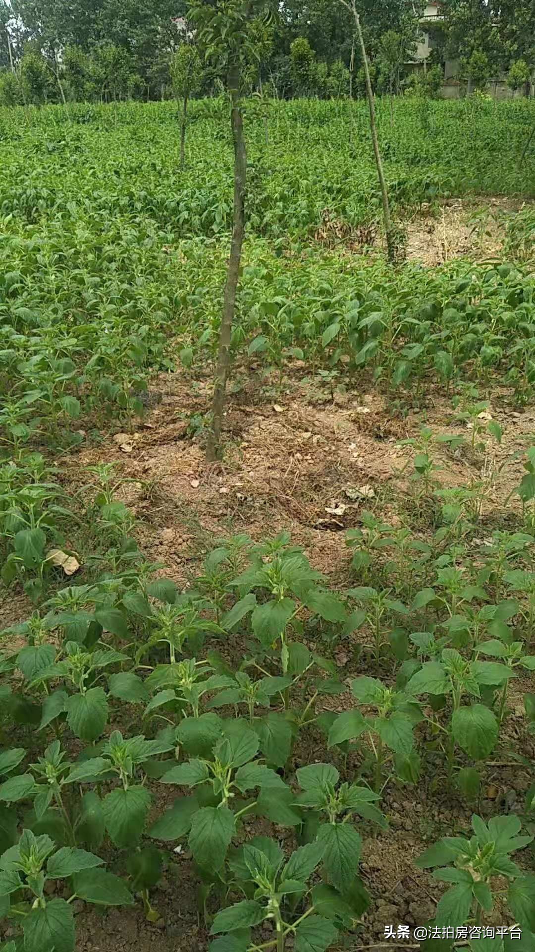 纯粹芝麻油,纯粹芝麻油广告