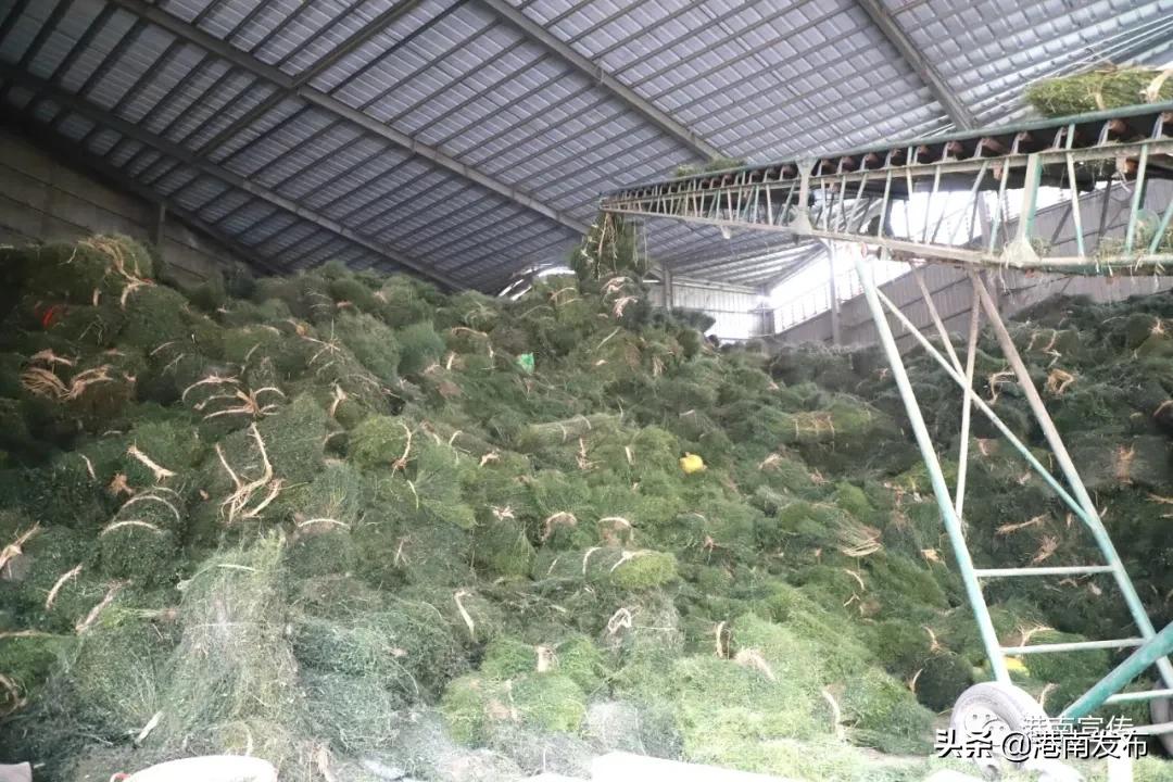 湛江镇：中药材成为群众致富金“药”匙