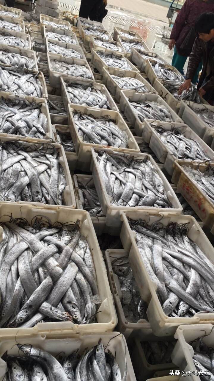 带鱼为什么是深海鱼却那么便宜,带鱼为什么只在深海里才能活