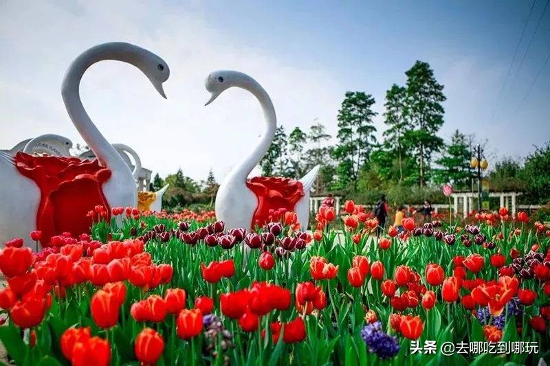 38抢从化宝趣玫瑰世界1大1小票赏春赏花赏美景不负*光春**不负卿