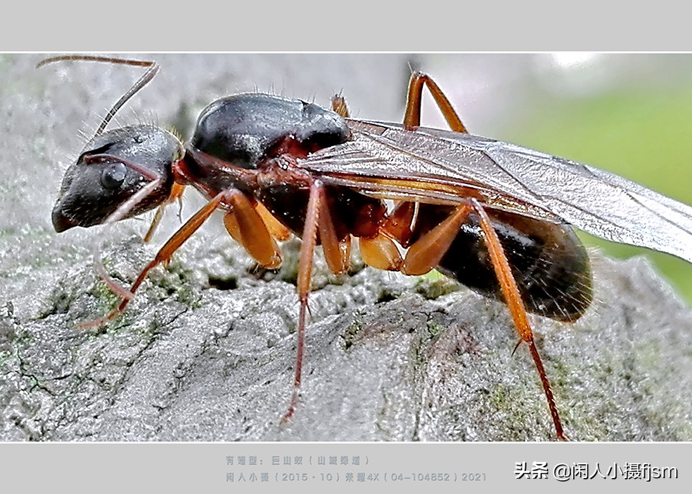 手机昆虫摄影：蚂蚁随处见，手机人人有，有想过用手机拍蚂蚁吗？
