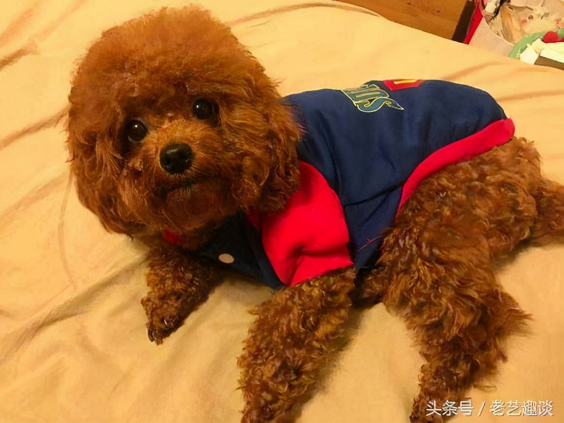 泰迪换主人要多久才会认定新主人,泰迪换毛期的样子