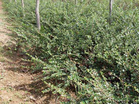 哪些山上野草可以做盆栽,农村这种不起眼的小植物