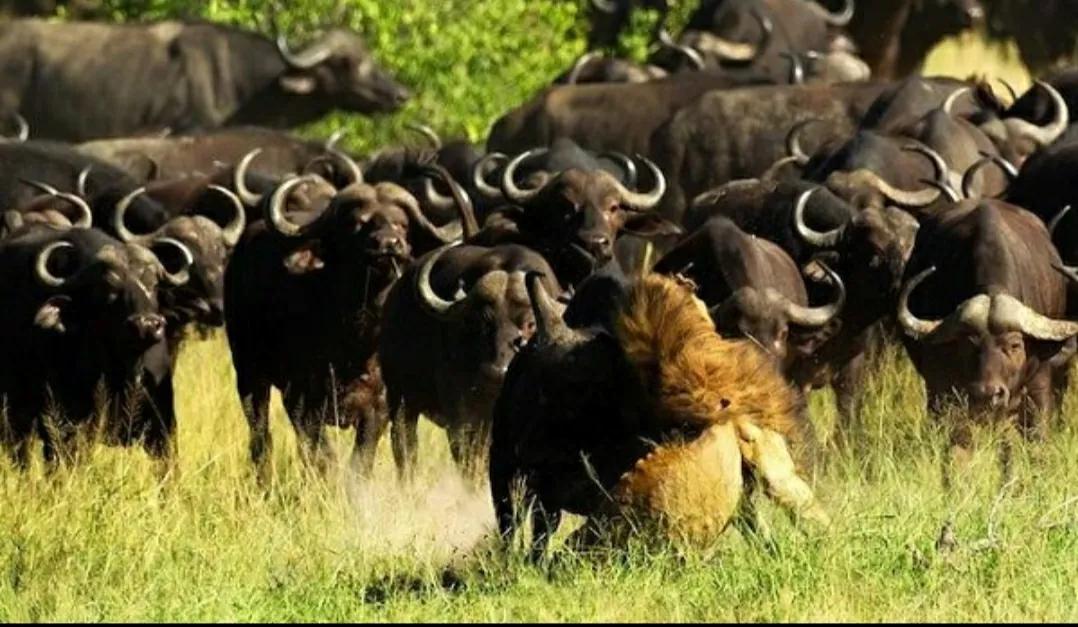 鏄ュぉ閲岀殑鑷存暚鍚堟媿,涓氫綑瓒崇悆淇变箰閮ㄥ崄鍛ㄥ勾鎬荤粨