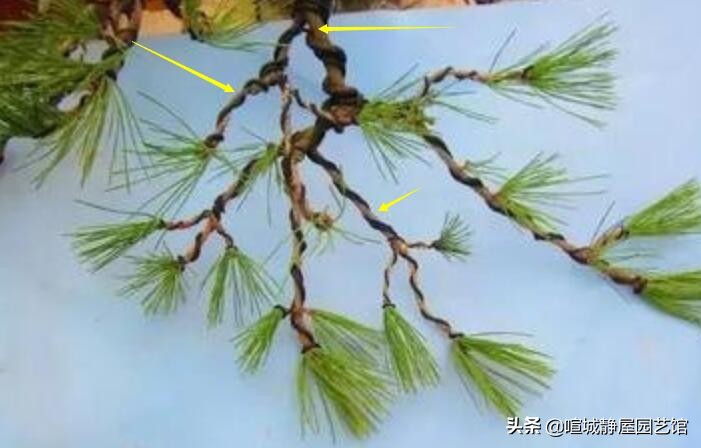 山松盆景制作方法大全,小山松盆景制作技巧