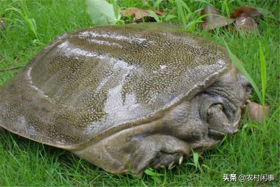 甲鱼养殖小常识大全,甲鱼养殖最新技术