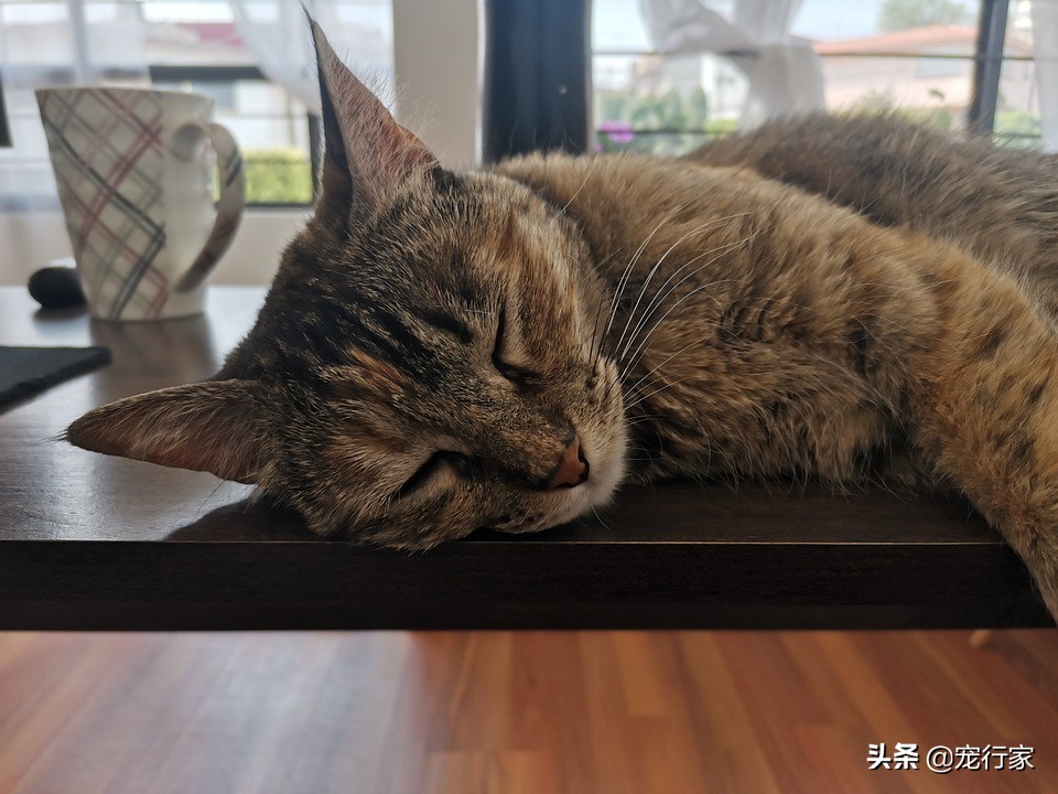 猫为什么会躲起来吓人,猫为什么睁着眼睡觉