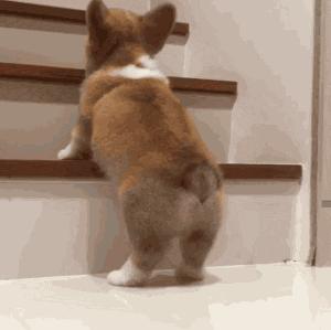 什么样才算纯种狗？纯种狗是怎么培育出来的？