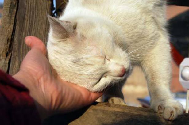 猫咪体外驱虫药用什么牌好,猫咪体外驱虫什么药比较好