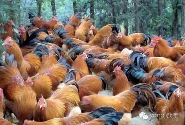怎么样才能知道土鸡是什么样的,如何知道土鸡缺少什么营养