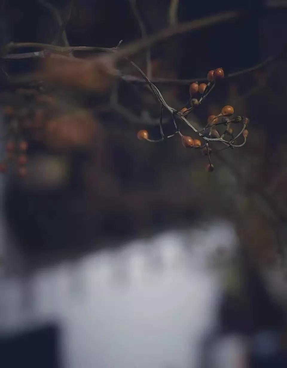 烟雨江湖中的苏式园林,藏在闹市里的江南园林
