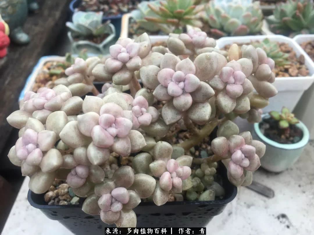 入坑多肉无法自拔,沉迷多肉无法自拔