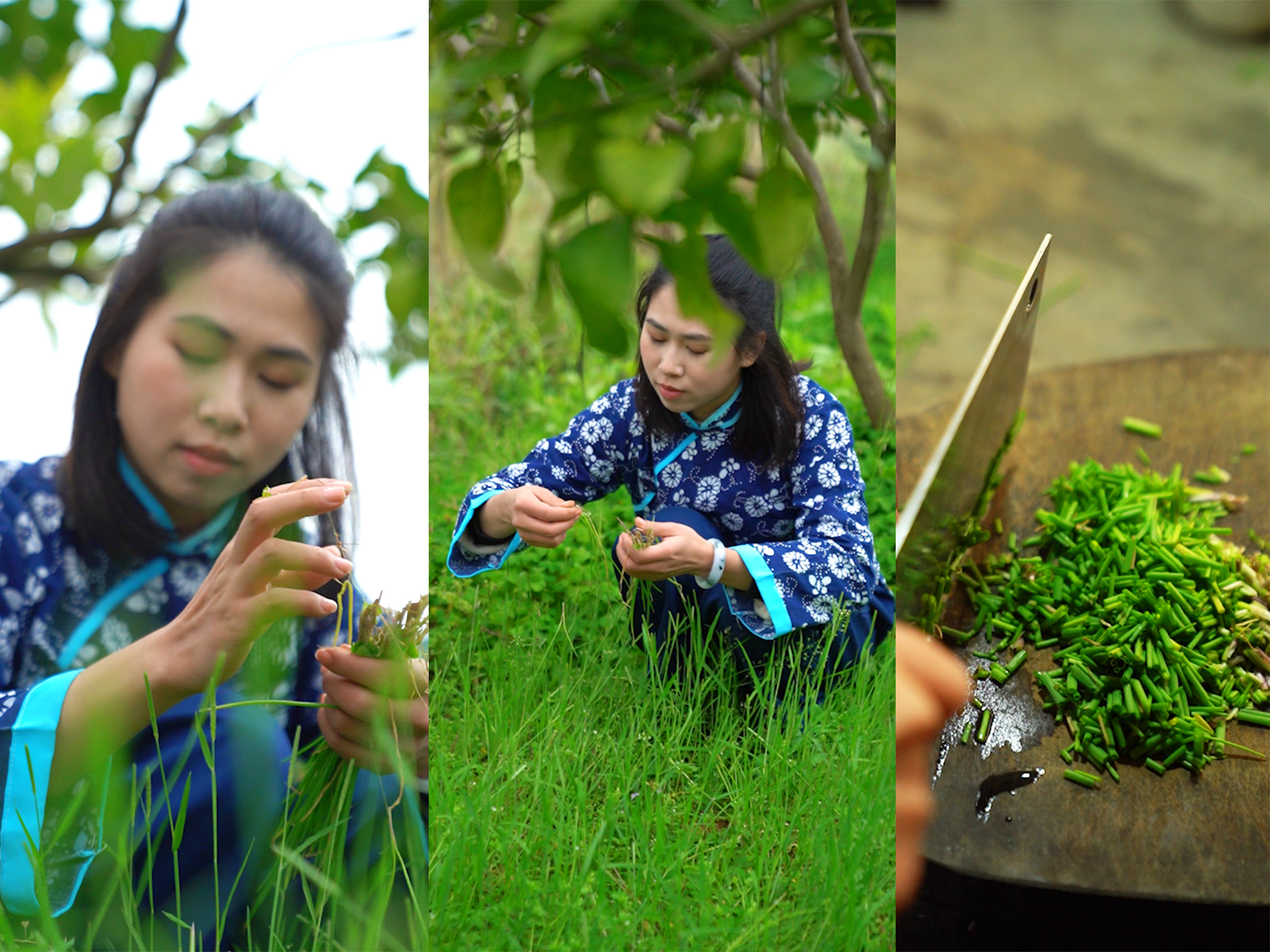 五黑鸡正宗散养,散养的黑乌鸡