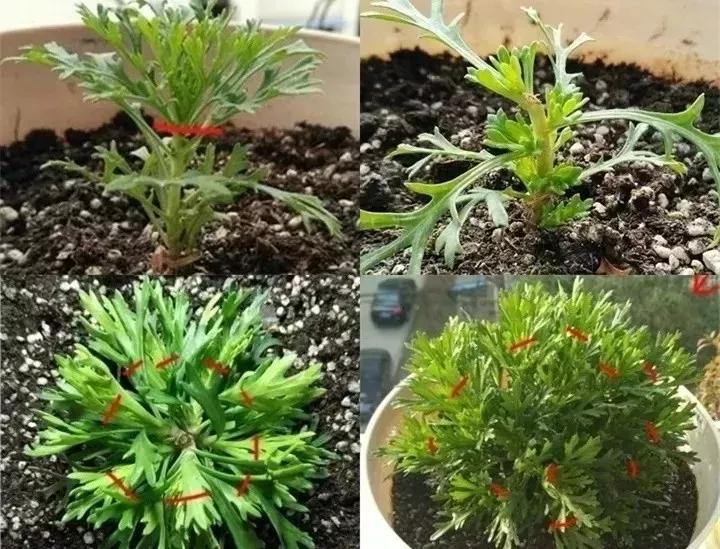 刚买的花，发蔫落苞加黄叶！为什么呢？多半是放错了位置