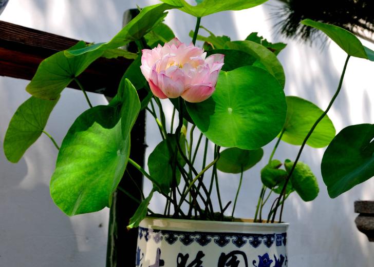 荷花盆栽水养方法,荷花盆栽的盆土怎么配制